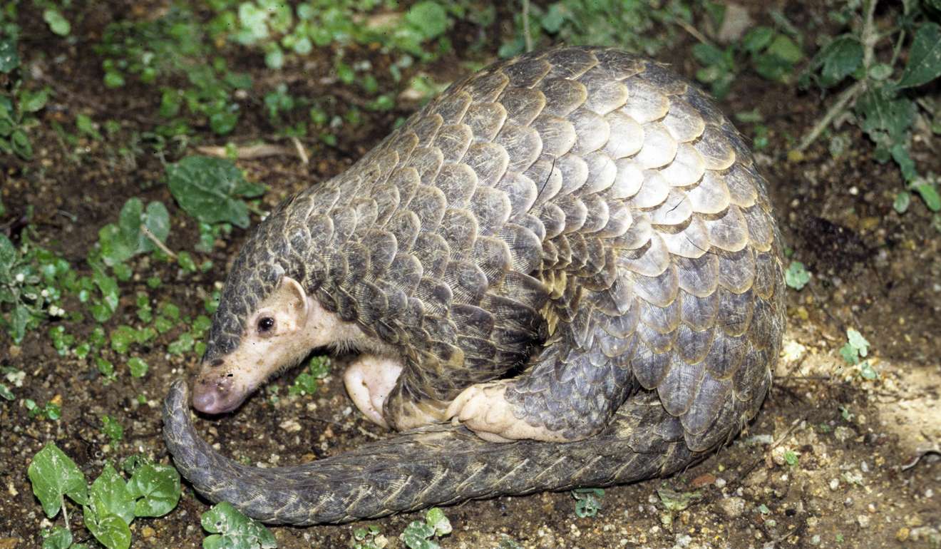 Probe launched over claims endangered pangolin served at banquet to Chinese officials ...1320 x 770