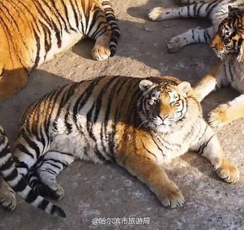The tigers have been photographed lolling around in the state-run Siberian Tiger Park in Harbin, Heilongjiang province. Photo: Handout