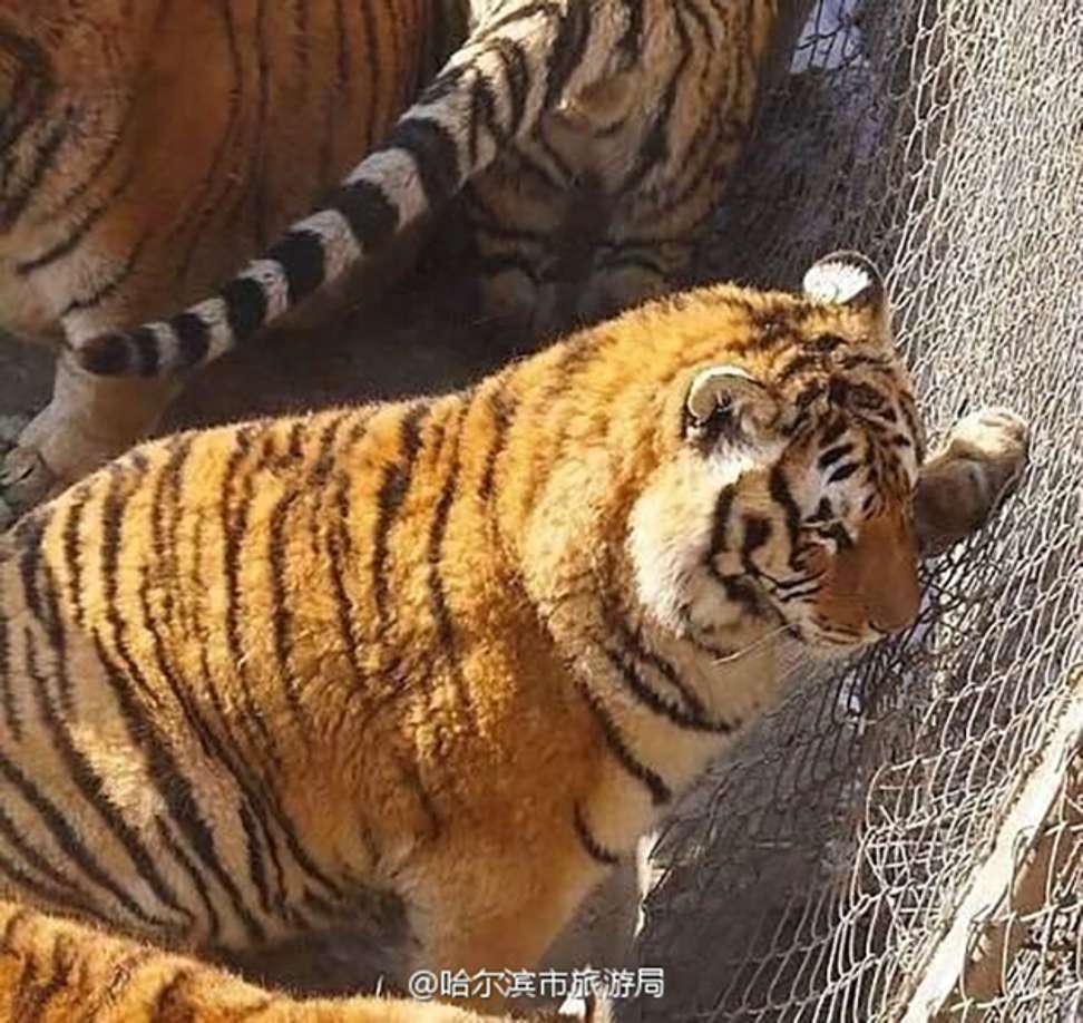Internet users have been making fun of the tubby tigers. Photo: Handout