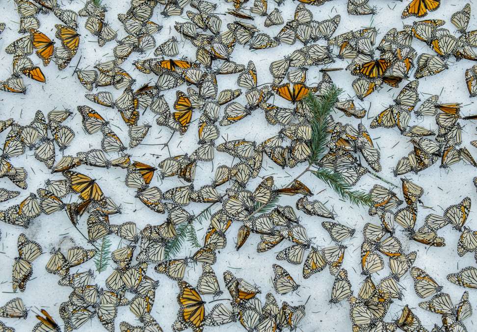 A carpet of monarch butterflies covers the forest floor of El Rosario Butterfly Sanctuary, in Michoacan, Mexico, in March last year, after a strong snow storm hit. The storm hit the mountains of Central Mexico, creating havoc in the wintering colonies of monarch butterflies just as they were starting their migration back north to the US and Canada. Climate change is creating an increase of these unusual weather events, representing one of the biggest challenges for these insects during their hibernation. Photo: Jaime Rojo/Courtesy of World Press Photo Foundation/Handout via Reuters