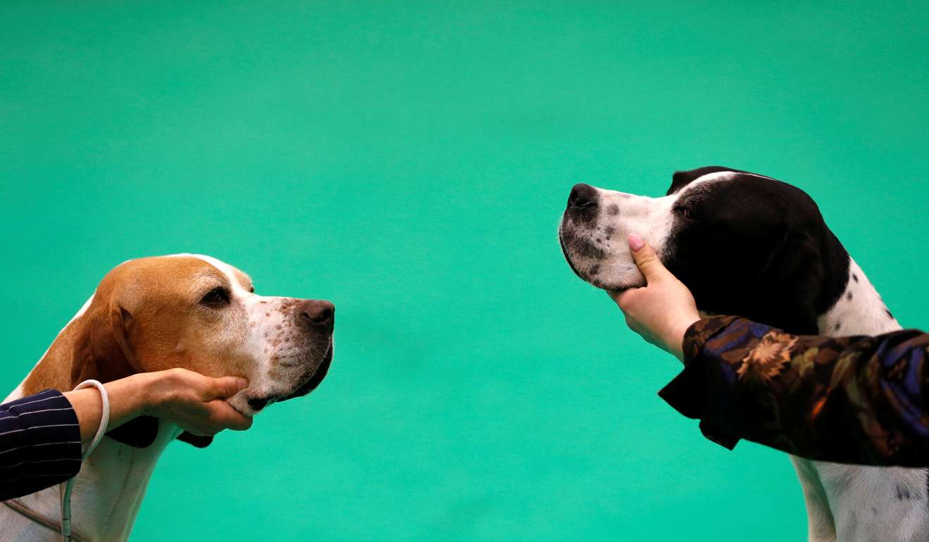 Pointers are judged at the Crufts Dog Show. Photo: Reuters
