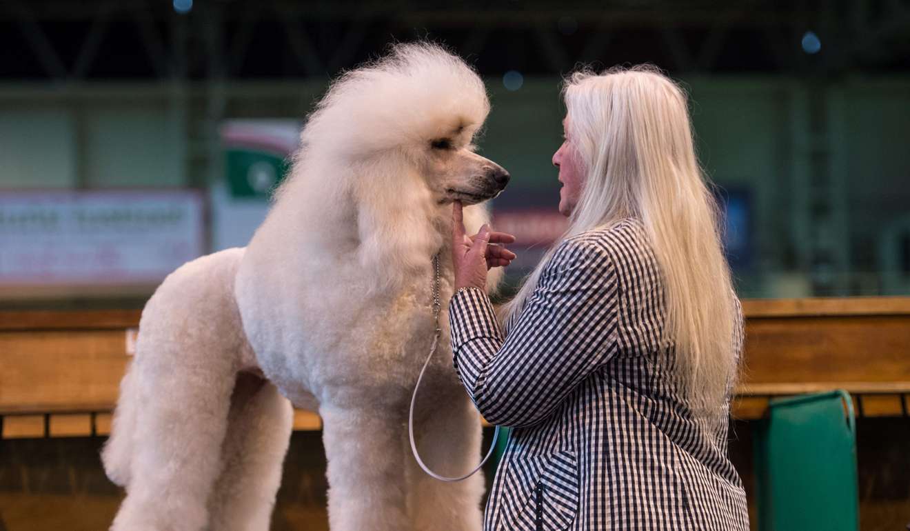 A woman is pictured with her Poodle dog on the second day of the Crufts dog show. Photo: AFP