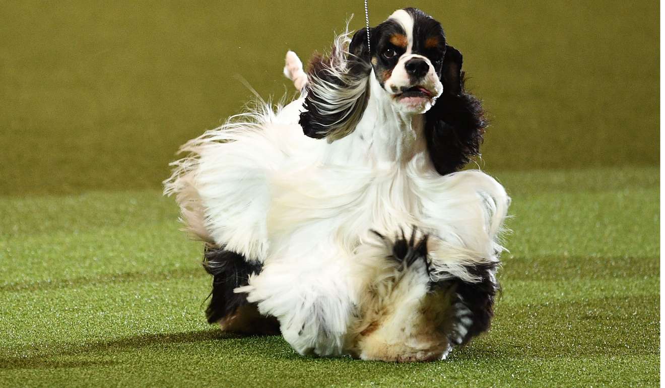 Miami is put through his paces in the ring at the Crufts Dog Show in Birmingham, in central England, on Sunday. Photo: AFP