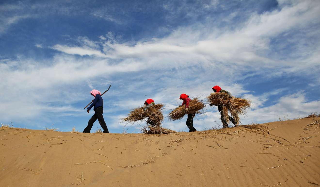 Workers involved in a bush-planting project to protect farmland near Yinchuan in Ningxia Hui Autonomous Region. Photo: Getty Images/Imaginechina