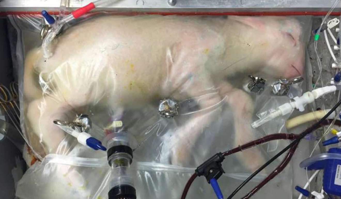 A lamb is seen on its 28th day inside a so-called artificial womb, showing great advancement in its development since it entered the bag-like device (as pictured at the top of the story). Photo: EPA