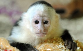 According to some accounts deadly clashes in the Libyan city of Sabha were triggered when a pet monkey was deliberately set upon a group of schoolgirls. Photo: AP