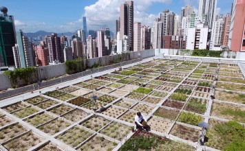 Rooftop garden with a view. Photo: K.Y. Cheng Rooftop garden with a view. Photo: K.Y. Cheng