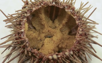 Sea urchin served raw at Tiantian Seafoods Restaurant in Dalian.