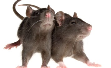 Jakarta recorded 40 cases last year of Leptospirosis – a bacterial infection from rat urine which can be deadly to humans. Photo: TNS