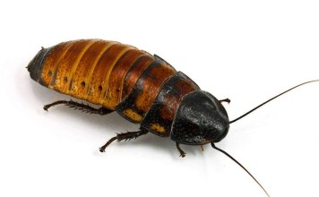 A Madagascar hissing cockroach. Photo: Shutterstock