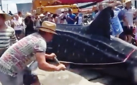 The fish is sawed into pieces while a crowd watches. The location of the incident was not clear, but the person who posted the video online said it took place in Guangdong province. Photo: SCMP Pictures 