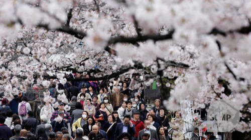 Crowds rush to view cherry blossoms bloom in Tokyo