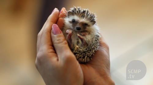Hedgehog cafe makes its point in Japan