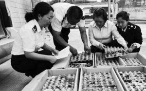 Customs officials inspect the boxes of live dung beetle larvae, packed in egg cartons. Photo: Yunnan.cn Customs officials inspect the boxes of live dung beetle larvae, packed in egg cartons. Photo: Yunnan.cn