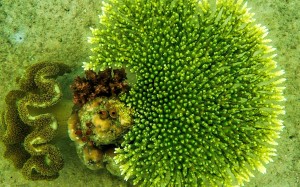 Green coral in the sea off Sawai in Seram, Maluku Islands, Indonesia. Pictures: Martin Williams