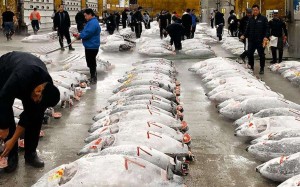 Rows of tuna lined up for auction at Tsukiji market in Tokyo.