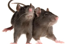 Jakarta recorded 40 cases last year of Leptospirosis – a bacterial infection from rat urine which can be deadly to humans. Photo: TNS Jakarta recorded 40 cases last year of Leptospirosis – a bacterial infection from rat urine which can be deadly to humans. Photo: TNS