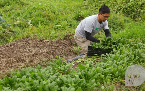 How Hong Kong's organic vegetables are grown 