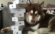 The photo that Wang Sicong put online showing his Alaskan malamute with eight iPhone 7s. Photo: SCMP Pictures The photo that Wang Sicong put online showing his Alaskan malamute with eight iPhone 7s. Photo: SCMP Pictures
