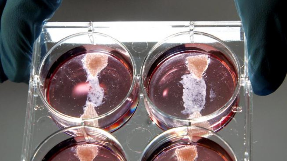 Labgrown meat could prove a substitute for the real thing South