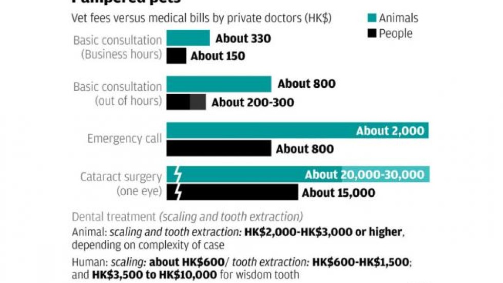 Cost Of Dog Cataract Surgery Australia Cost Of Dog Cataract Surgery Australia