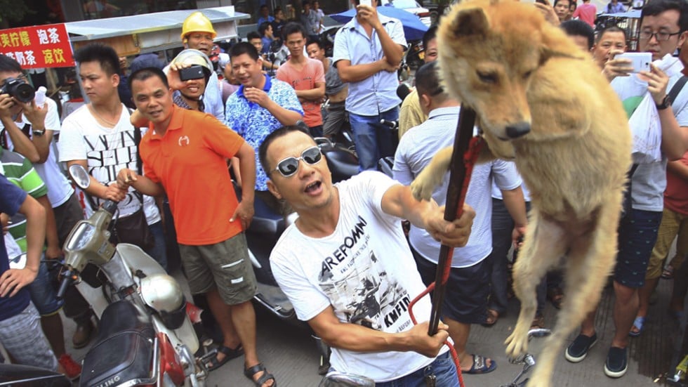 Dog Meat Festival Pictures Dog Meat Festival Pictures