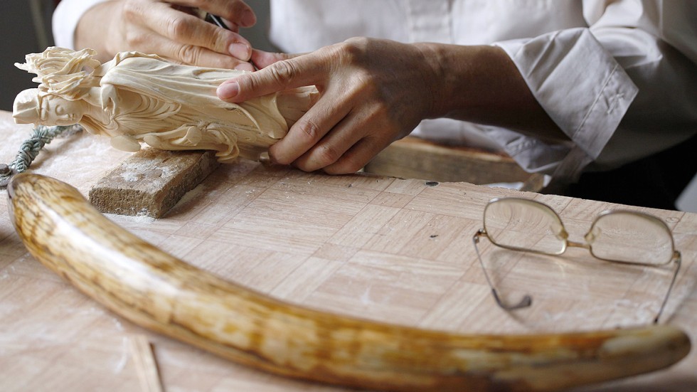elephant ivory prices triple chinese workshops south elephant ivory prices triple chinese workshops south