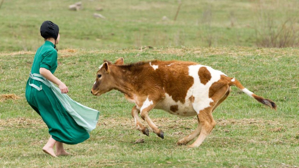 Breathing easy: why children on traditional Amish farms don’t get