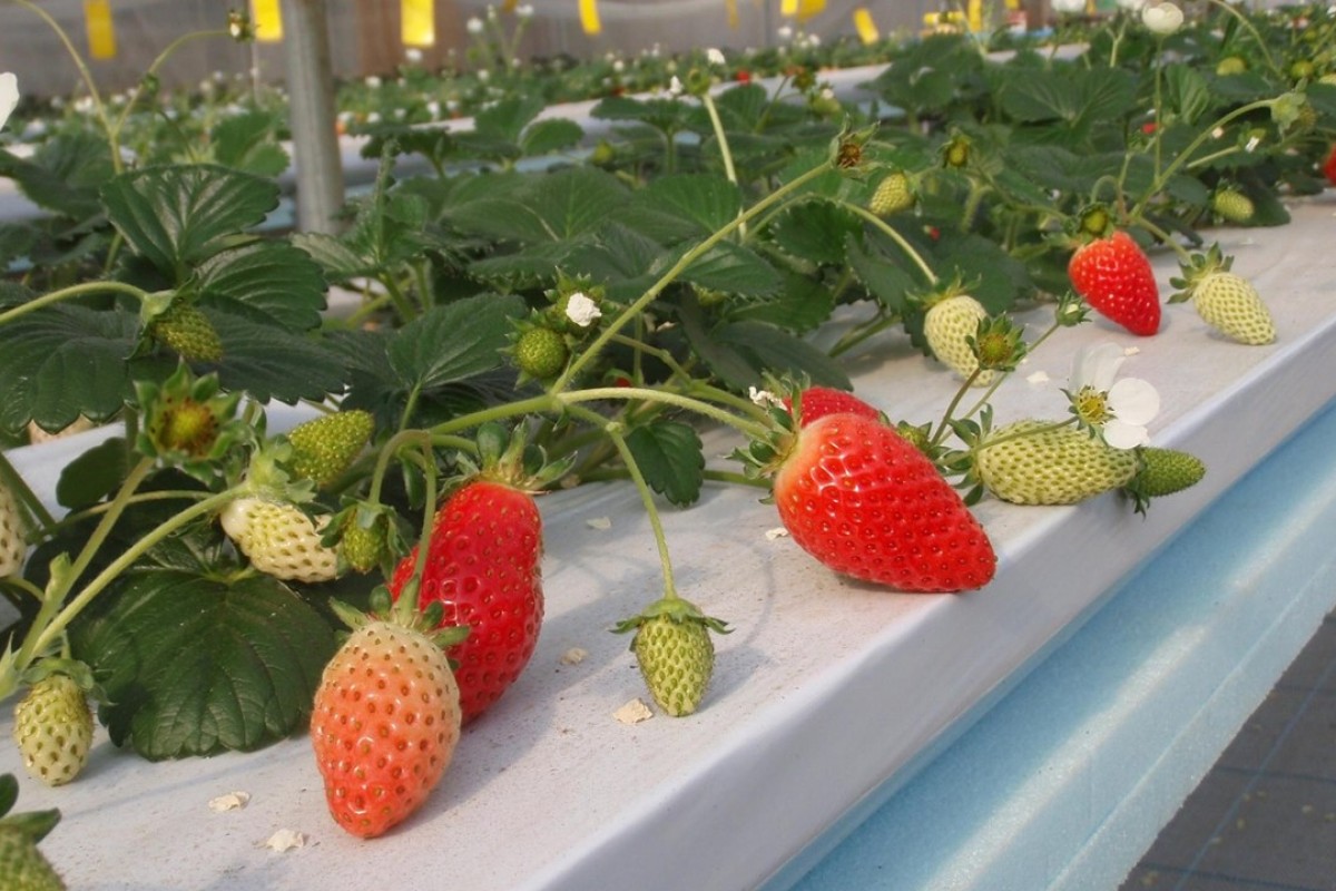 Farming without soil new Japanese tech makes growing