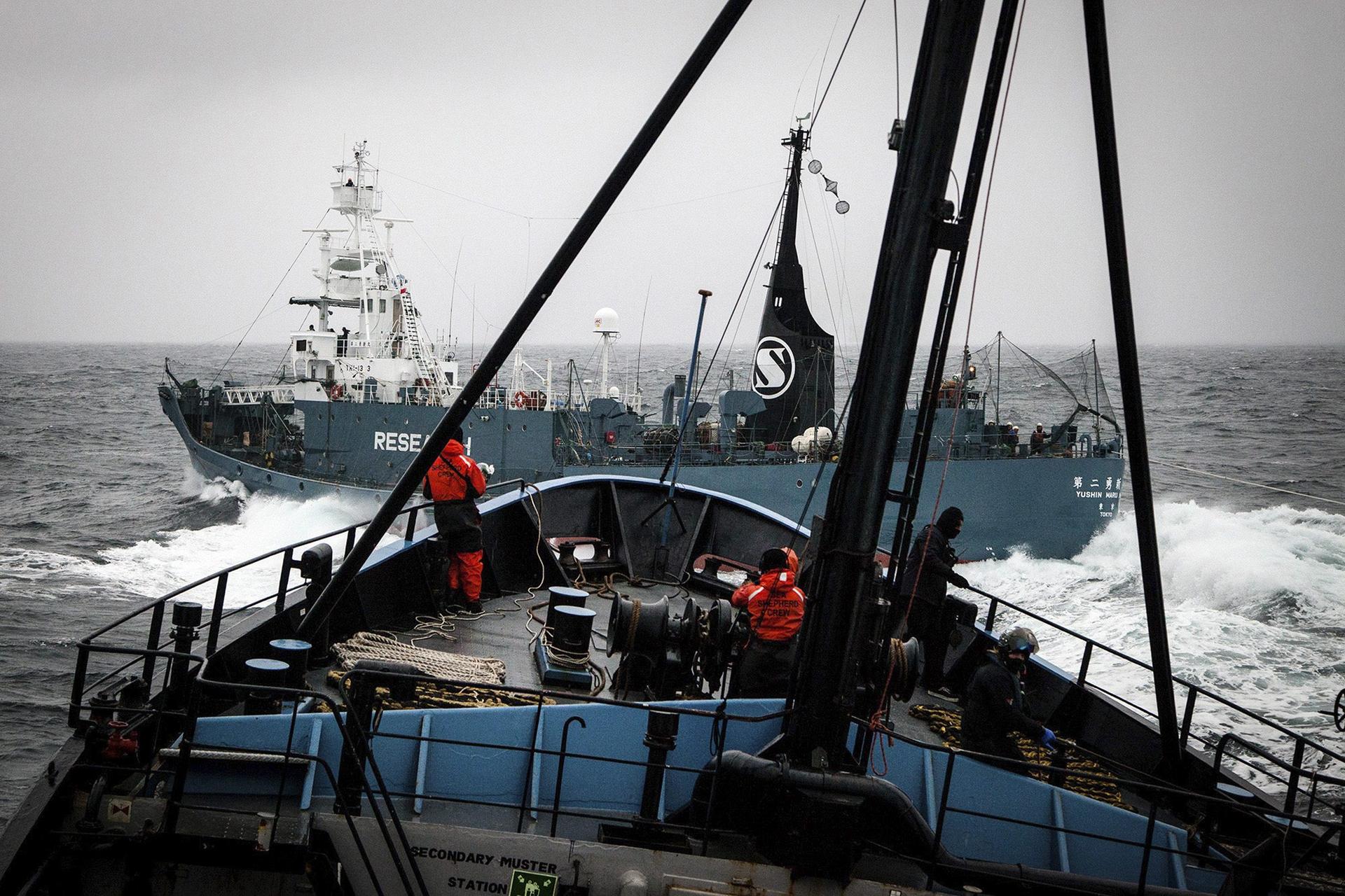 Nude Beach Sex On A Boat - New Zealand summons Japan envoy over whaling ship's ...