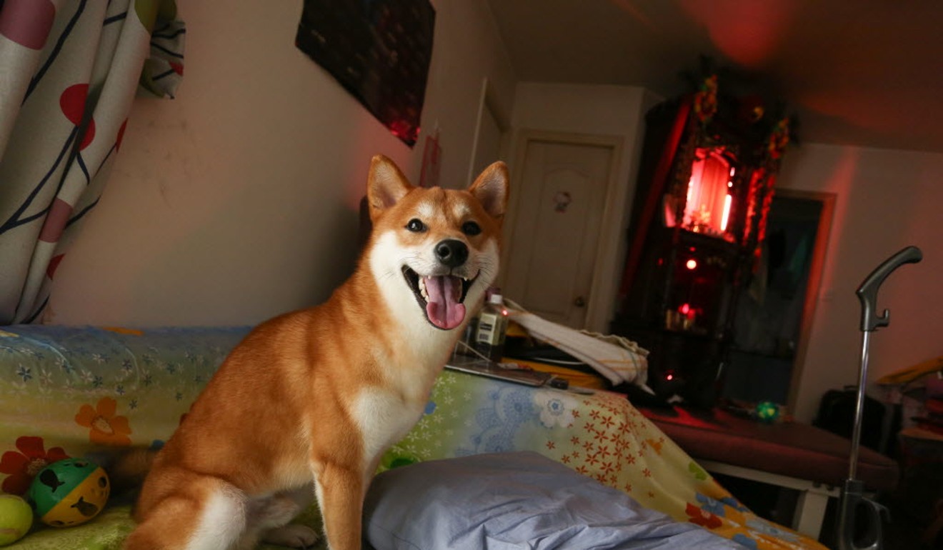 A dog at home in the city. Photo: Jonathan Wong
