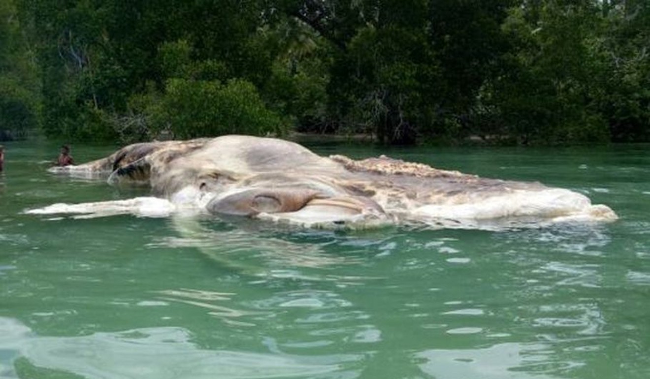 The mysterious decomposing creature that was discovery on the island of Seram, Indonesia. Photo: Twitter