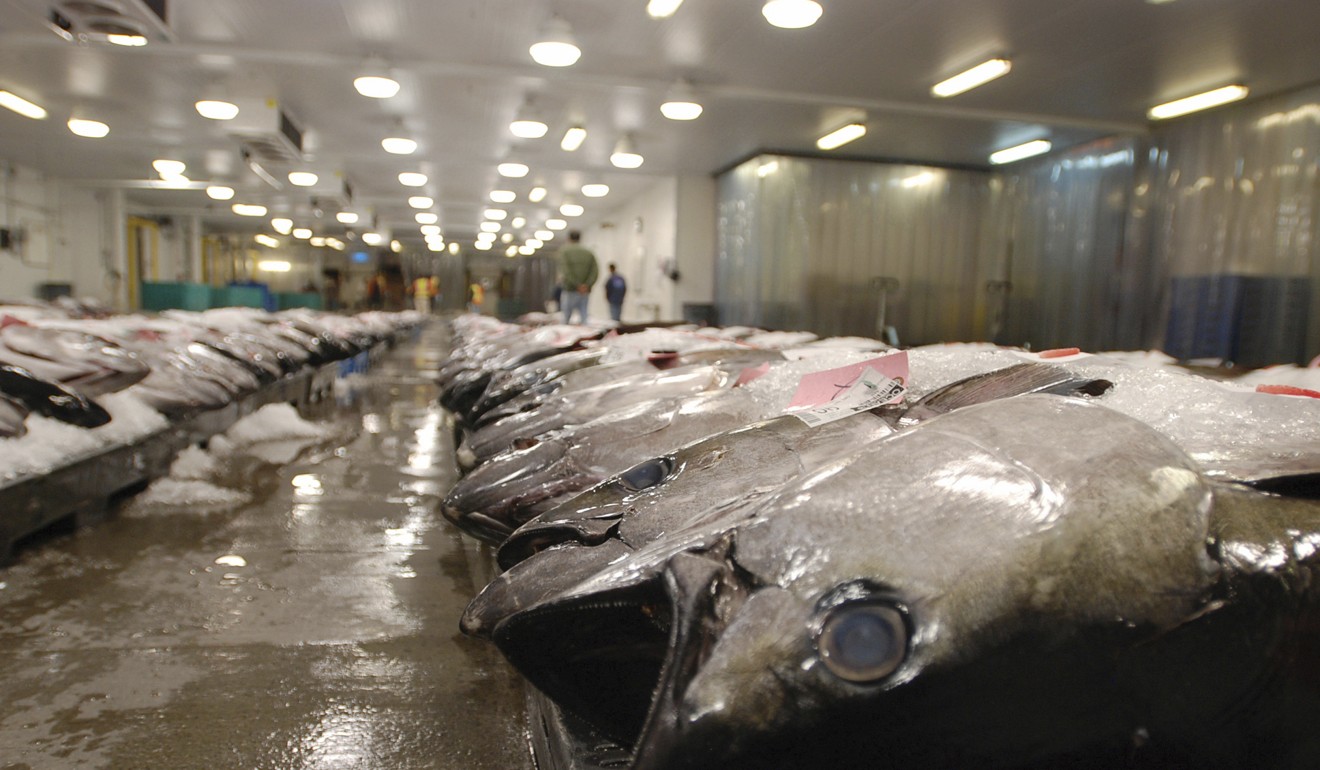 Tuna caught by foreign fishermen aboard American boats are lined up at the Honolulu Fish Auction in Honolulu. Photo: AP