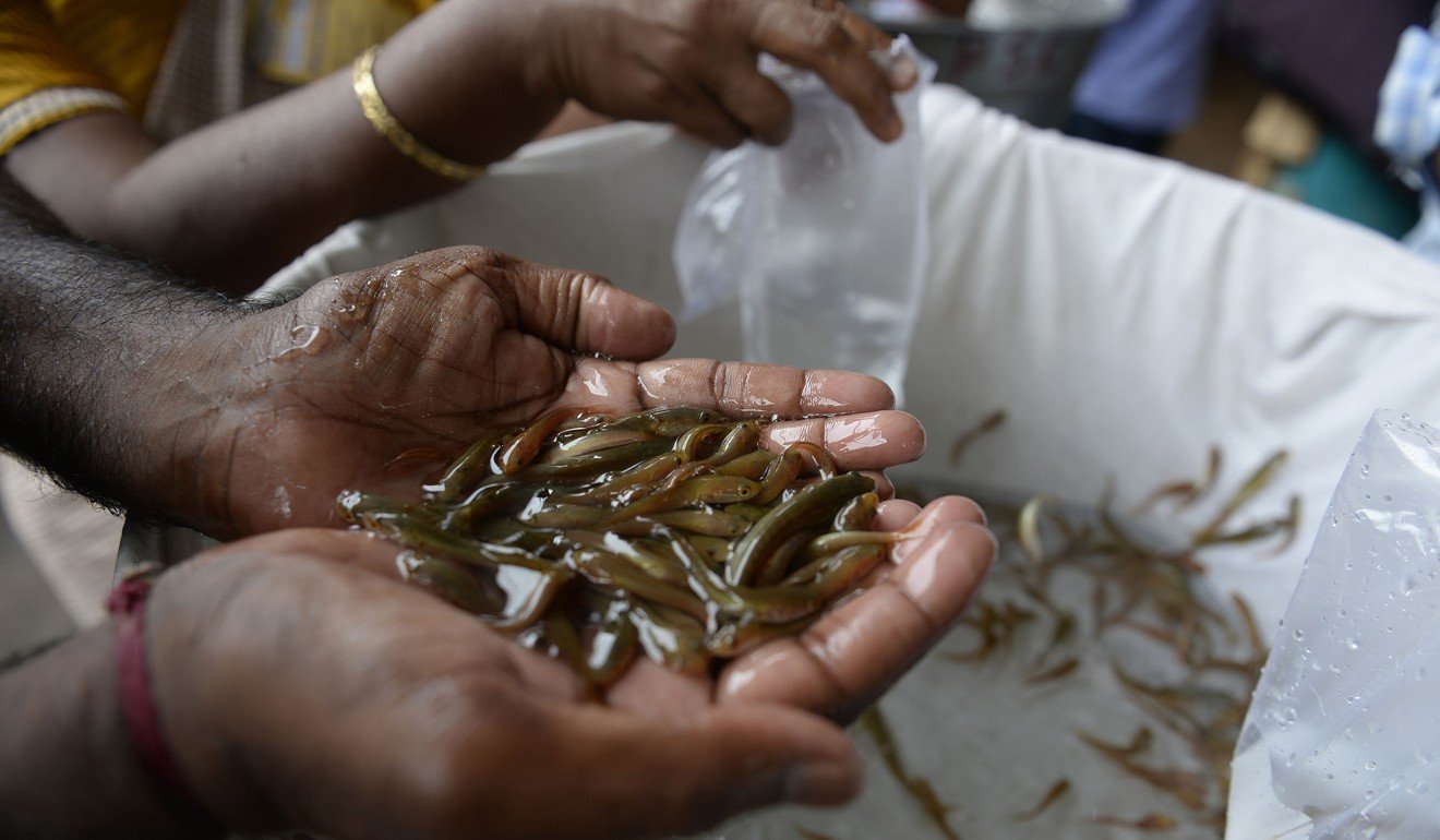 A volunteer holds live fish to distribute to patients prior to receiving the 'fish medicine'. Photo: AFP