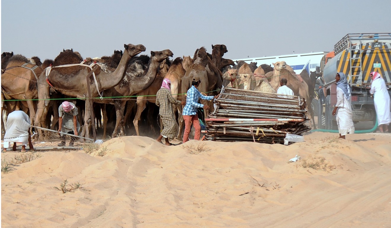 Camels in a desert area on the Qatari side of the Abu Samra border with Saudi Arabia. Qatari officials announced the building of an emergency shelter for camels and sheep after Saudi Arabia demanded that animals belonging to Qataris should not be herded on their side of the border. Photo: EPA