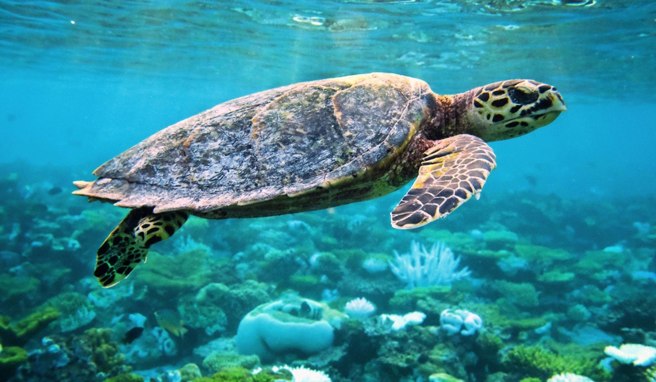 In China, turtles are symbol of health and longevity. Photo: Shutterstock
