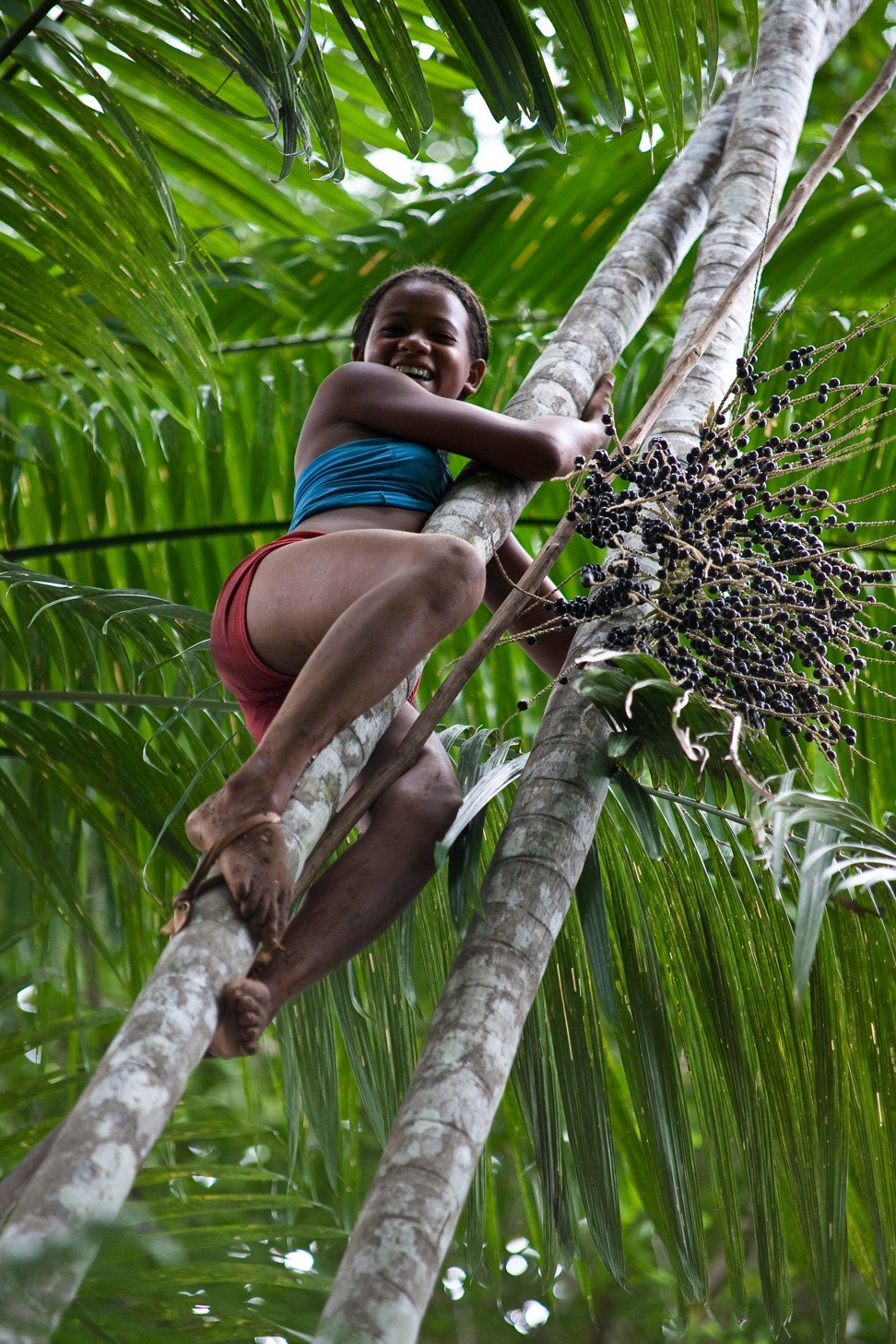A teenager picking acai fruits in the forests of Maranhao State in northeastern Brazil. Photo: Alamy