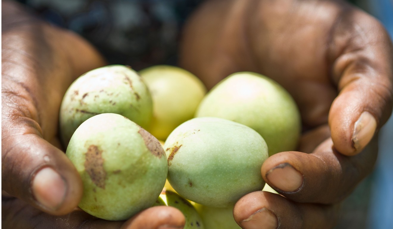 Green marula fruit. Photo: Alamy