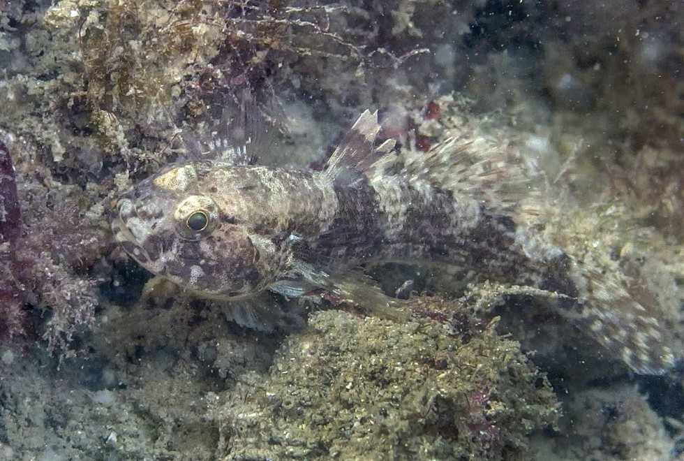 The dusky frill-goby has returned to Hong Kong waters. Photo: Handout