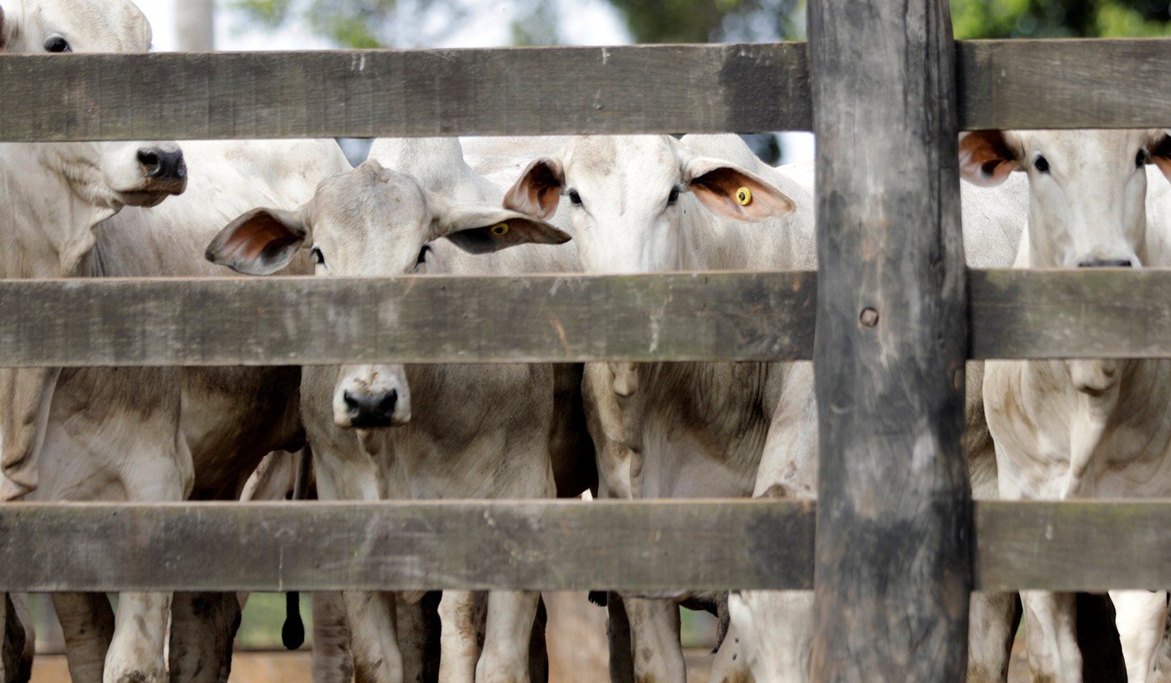 Zebu cattle are seen behind a fence on a farm in Paulinia, Brazil. Photo: Reuters
