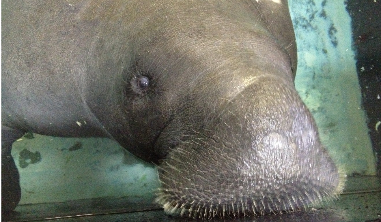 In this July 17, 2013, file photo, Snooty the manatee lifts his snout out of the water at the South Florida Museum in Bradenton, Florida. Photo: AP