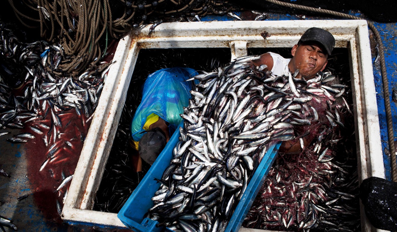 Overfishing of the Peruvian anchovy is just one of the threats mankind has brought on the Earth’s oceans. Photo: AP