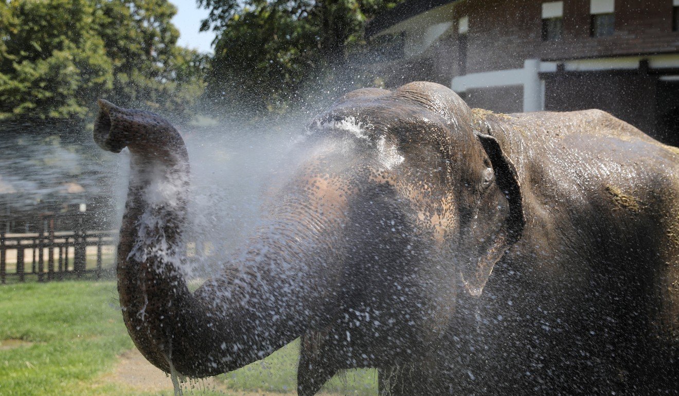 Twiggy, a 50-year-old Asian elephant, is sprayed with water to cool down on a hot summer day at Belgrade City Zoo, Serbia. Photo: Reuters