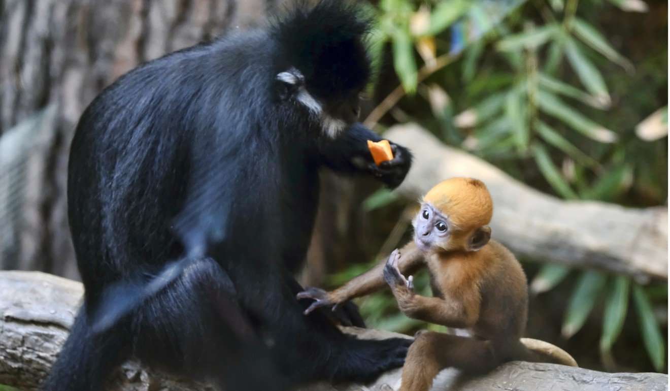 A baby Francois’ leaf monkey interacts with an adult at the Los Angeles Zoo. Our use of complex language systems and processes for meaningful interaction sets humans apart from other animals. Photo: AP