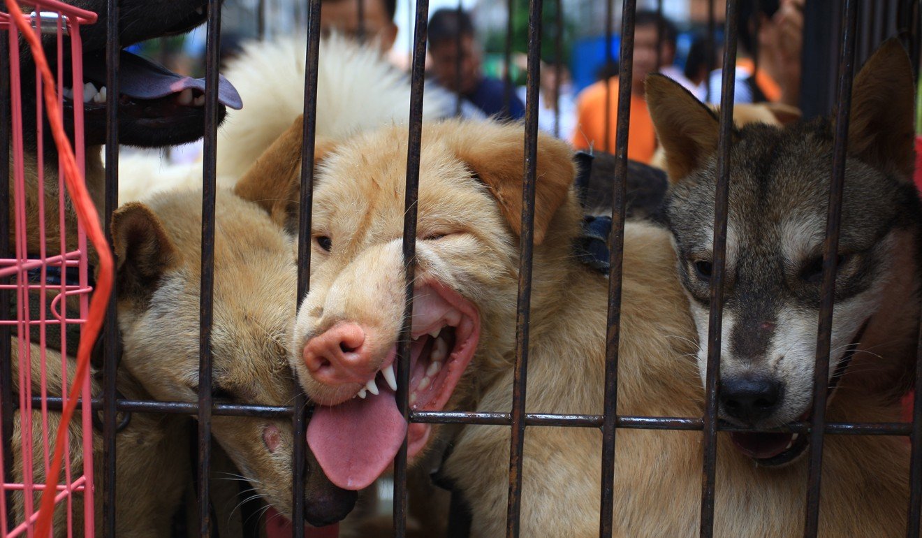 Dogs on sale at a market in Yulin, Guangxi, a city known for its annual dog meat festival. Photo: AFP