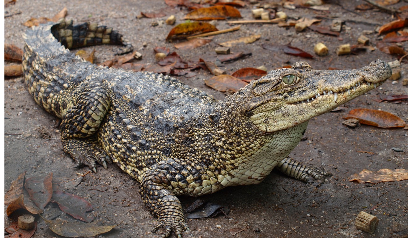 Mangers at the farm insisted the Siamese crocodiles could not survive the winter, but others were not so sure. Photo: Handout