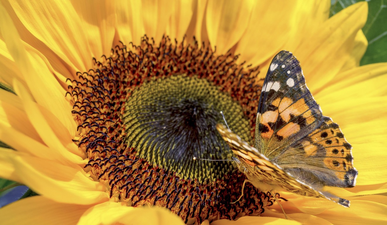 A Painted Lady butterfly (Vanessa cardui) sits on a sunflower. Photo: AFP