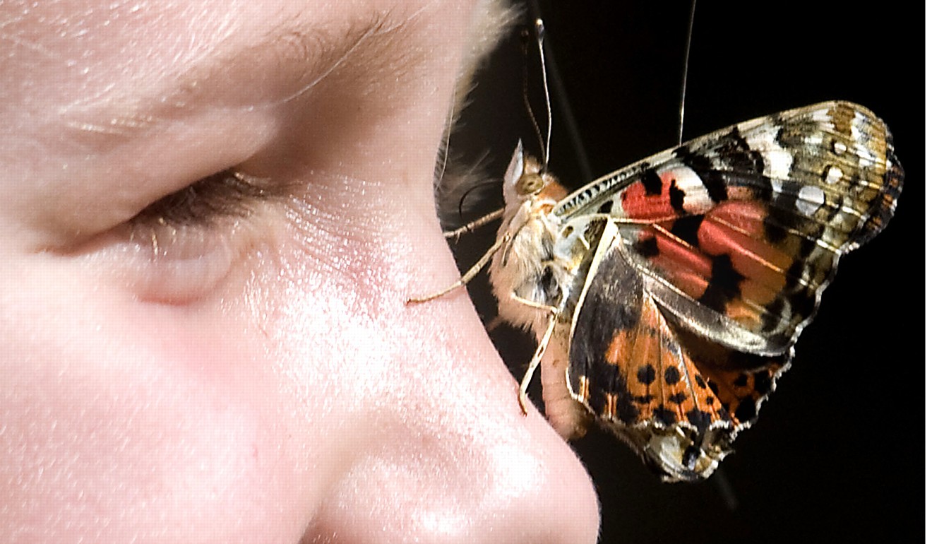 In a 2012 file photo, Emily Huchingson, 6, lets an American Painted Lady butterfly rest on her nose during a butterfly release event at the Brazos Valley Museum of Natural History in Bryan, Texas. Photo: AP