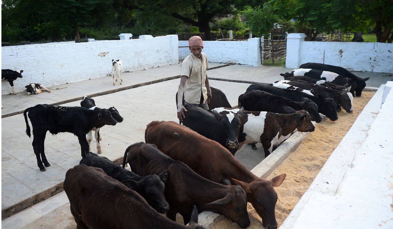 A worker stands next to calves eating at a British-era dairy farm opened in 1889 that is now run by the Indian military in Allahabad. Photo: AFP