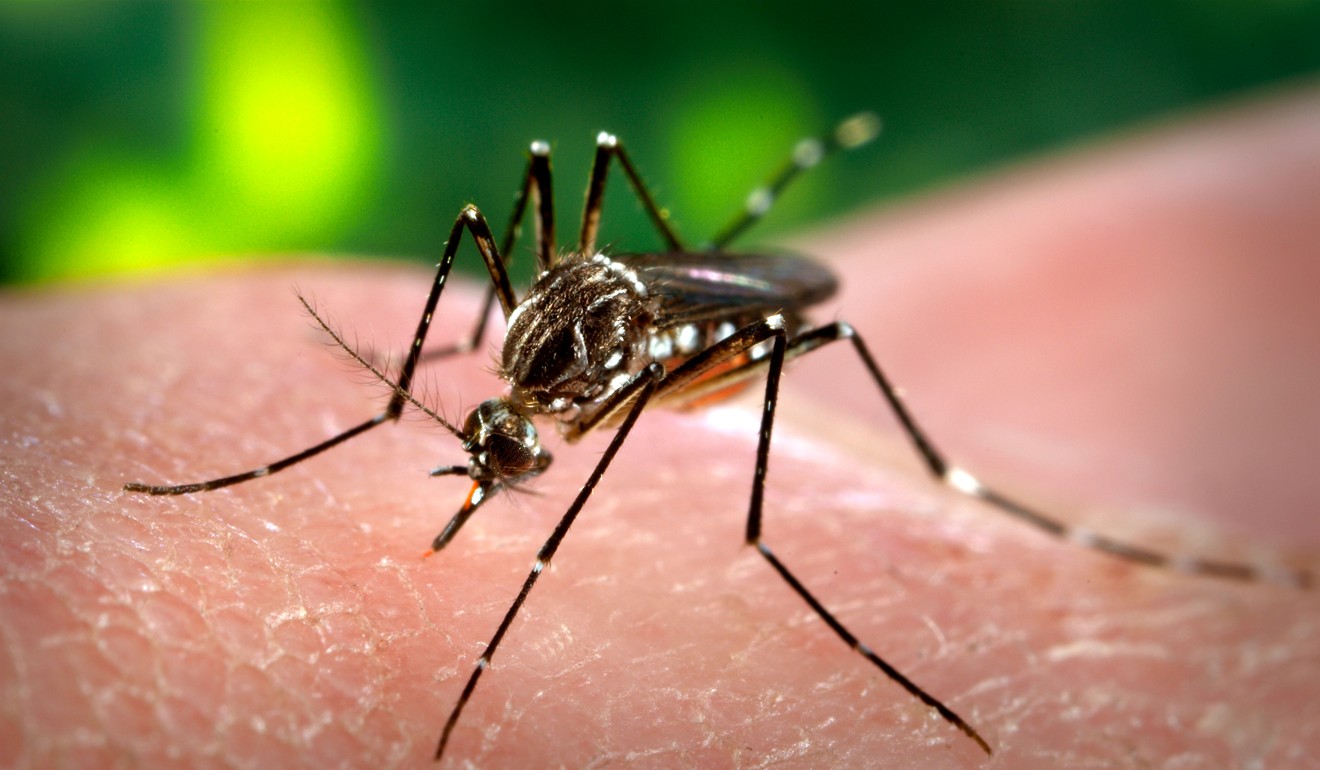 It wasn’t until 1898 that scientists proved mosquito bites spread malaria. Photo: AP